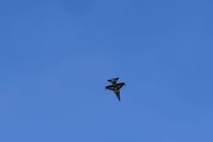 IMG_9643